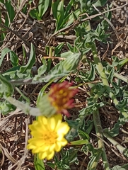 Noticastrum acuminatum