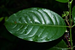 Chiococca nitida