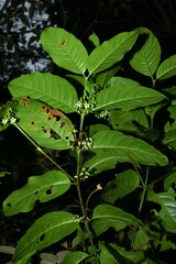 Chiococca nitida