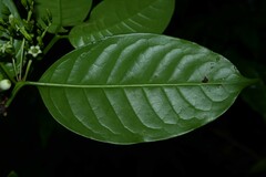 Chiococca nitida