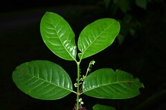 Chiococca nitida