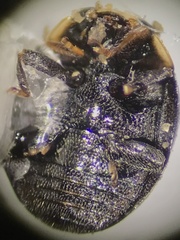 Hyperaspis signata-binotata agg