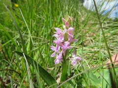 Dactylorhiza incarnata