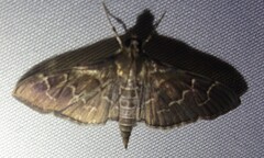 Pilocrocis
