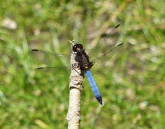 Erythrodiplax connata