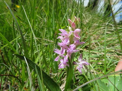 Dactylorhiza incarnata