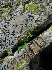 Campanula tatrae