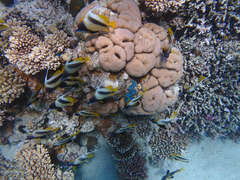 Heniochus intermedius