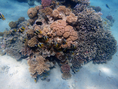 Heniochus intermedius