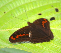 Adelpha levona