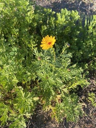 iNaturalist observation photo of Garland Daisy