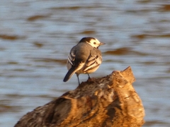 Motacilla alba