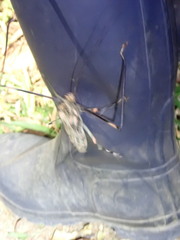 Acrocinus longimanus