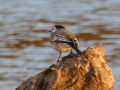 Motacilla alba