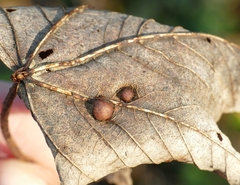 Pediaspis aceris