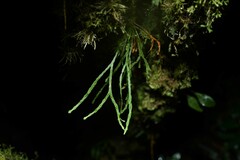Cochlidium furcatum image