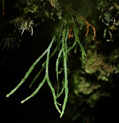 Cochlidium furcatum image