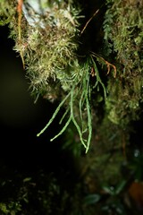 Cochlidium furcatum image