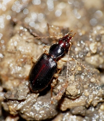 Paranchus albipes