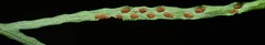 Cochlidium furcatum image