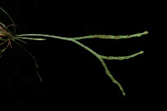 Cochlidium furcatum image