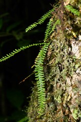 Lellingeria suspensa