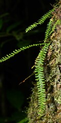 Lellingeria suspensa