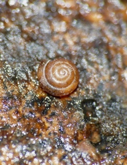 Punctum pygmaeum