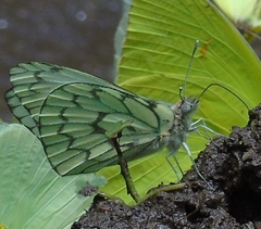 Hesperocharis anguitia