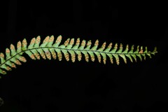 Lellingeria suspensa