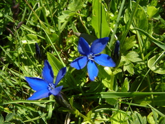 Gentiana bavarica