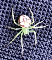 Araneus guttulatus
