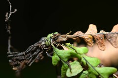 Lellingeria suspensa