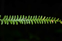 Lellingeria suspensa