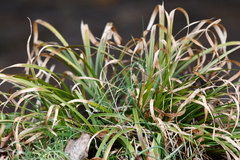 Carex pedunculata