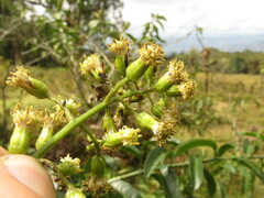 Dendrophorbium