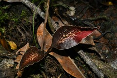Pelexia goninensis