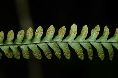 Lellingeria suspensa
