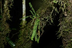 Lellingeria suspensa