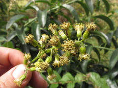 Dendrophorbium