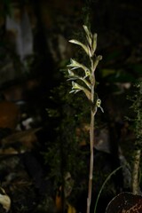 Pelexia goninensis