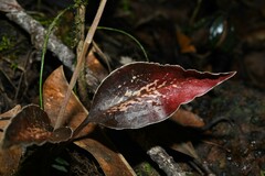 Pelexia goninensis