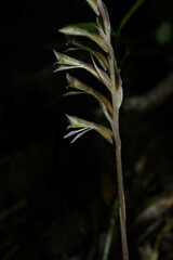 Pelexia goninensis