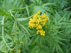 Descurainia tanacetifolia