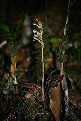 Pelexia goninensis