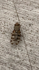 Otitini