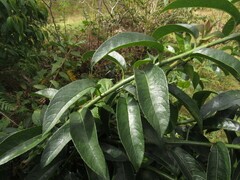Dendrophorbium