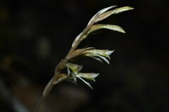 Pelexia goninensis