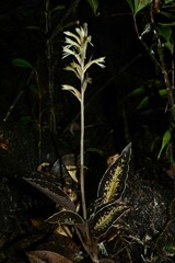Pelexia goninensis