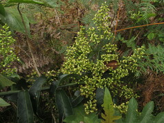 Dendrophorbium